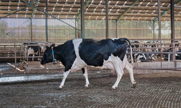 Black and white cow walking around barn.